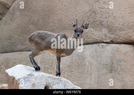 Klipspringer (Oreotragus oreotragus), une petite antilope robuste trouvés en terrain rocheux en Afrique orientale et australe. Banque D'Images