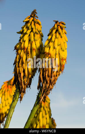 Blooming Red Hot Poker avec de l'usine de ciel bleu... Banque D'Images