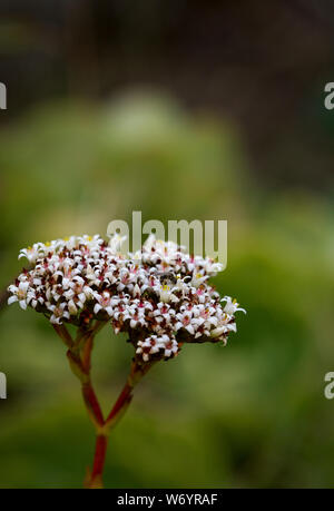 Close-up de plantes succulentes dans un jardin extérieur Banque D'Images