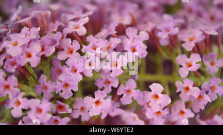 Close up of butterfly bush flower, Nanho-Purple Banque D'Images