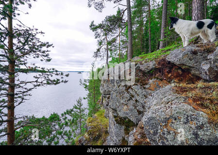 Le chien se dresse en bordure de la montagne à bord du lac. Banque D'Images