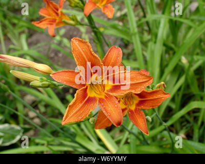 De belles fleurs de lys orange, pétales couverts de gouttes de rosée du matin Banque D'Images
