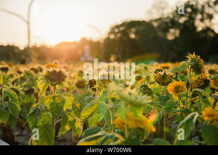 Champ de tournesols dans les jours l'été dernier au coucher du soleil, selective focus. Banque D'Images