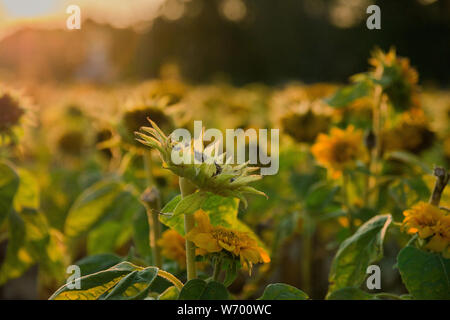 Champ de tournesols dans les jours l'été dernier au coucher du soleil, selective focus. Banque D'Images