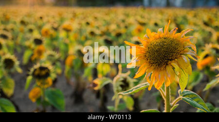 Champ de tournesols dans les jours l'été dernier au coucher du soleil, selective focus. Banque D'Images