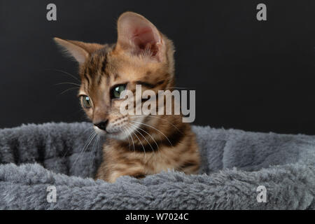 Beaux chatons en hamac Banque D'Images