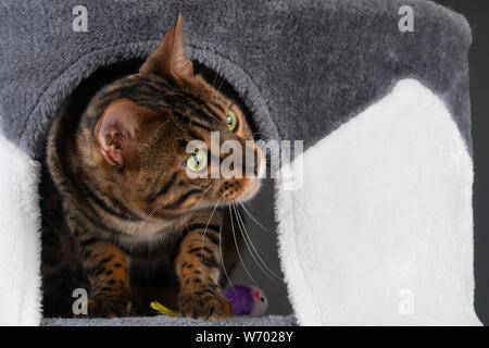 Belle Bengal chat jouant sur l'arbre à chat Banque D'Images