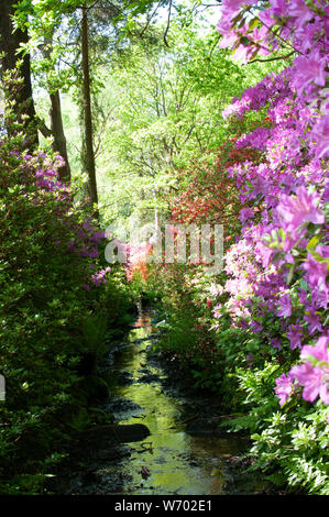 Au cours d'Isabella Plantation Richmond Park Banque D'Images