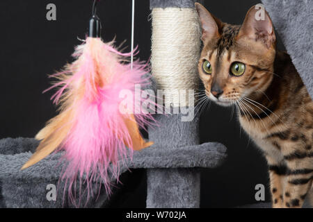 Belle Bengal chat jouant sur l'arbre à chat Banque D'Images