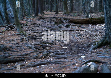 Les racines des arbres exposés sont causés par un manque de terre végétale. Les coureurs et les randonneurs ont besoin d'être prudent lors de la piste. Banque D'Images