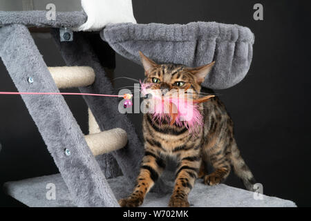 Belle Bengal chat jouant sur l'arbre à chat Banque D'Images