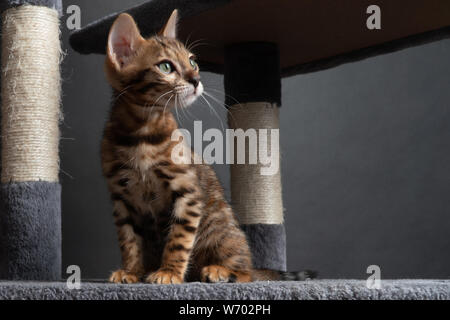 Belle Bengal chat jouant sur l'arbre à chat Banque D'Images