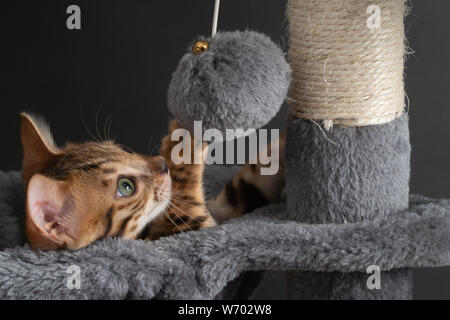 Belle Bengal chat jouant sur l'arbre à chat Banque D'Images