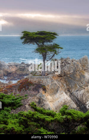 Tôt le matin dans la région de Carmel-by-the-Sea, Californie Banque D'Images