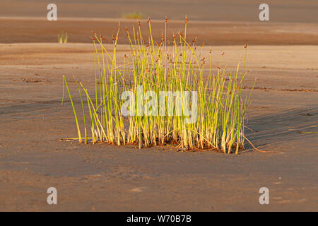 Le front de mer en été sur Santonen Beach sur l'île de Hailuoto, Finlande Banque D'Images