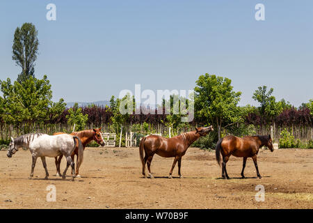 Chevaux sur ferme équestre sur une journée ensoleillée Banque D'Images