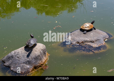 Les tortues d'eau sur la roche dans le lac sur une journée ensoleillée Banque D'Images