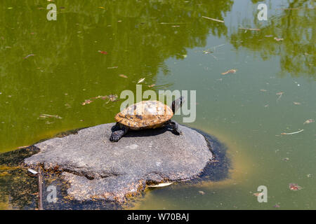 Les tortues d'eau sur la roche dans le lac sur une journée ensoleillée Banque D'Images