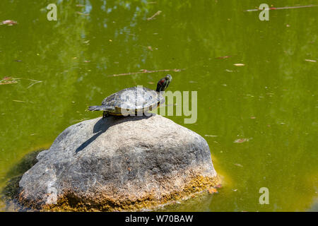 Les tortues d'eau sur la roche dans le lac sur une journée ensoleillée Banque D'Images