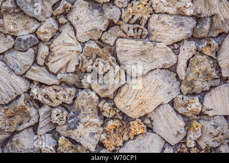 La multiplicité des coraux sur le mur, la texture fond corail, corail Banque D'Images