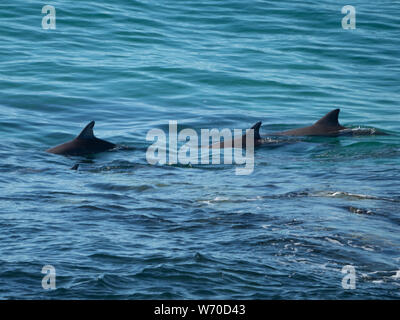 Dauphins nageant leurs nageoires dorsales montrant au-dessus de la surface de l'eau de mer, Australie Banque D'Images