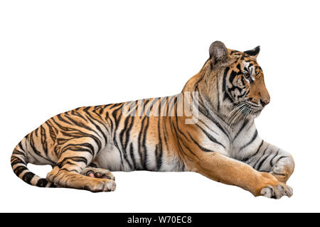 Bengal Tiger femelle isolé sur fond blanc Banque D'Images