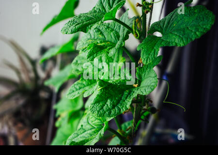 Les concombres les semis. La culture des concombres en serre. Semis dans la serre. De plus en plus de légumes dans des serres Banque D'Images
