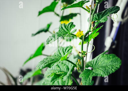 Les concombres les semis. La culture des concombres en serre. Semis dans la serre. De plus en plus de légumes dans des serres Banque D'Images