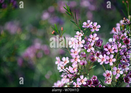 Fleurs roses de la native d'Australie Geraldton, cire chamelaucium uncinatum, de la famille des Myrtaceae, endémique à l'ouest de l'Australie. Floraison d'hiver. Banque D'Images