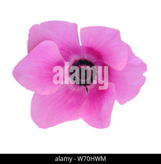 Mona Lisa rose flower isolated on white background Banque D'Images