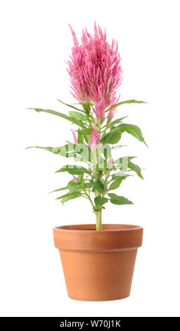 Celosia argentea rose en vase isolé sur fond blanc Banque D'Images