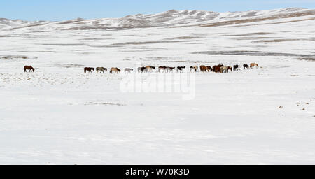 Chevaux dans la neige. Printemps en Mongolie. Banque D'Images