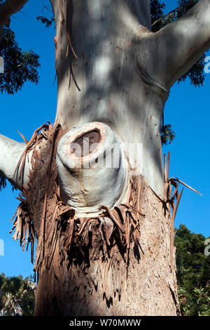 Sydney, Australie, l'écorce peeling sur un arbre d'Eucalyptus grandis, également connu sous le nom de gomme ou gomme rose inondées Banque D'Images