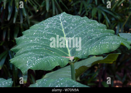 Sydney, Australie, gouttes de pluie sur une grande feuille d'une plante à oreilles d'éléphant Banque D'Images