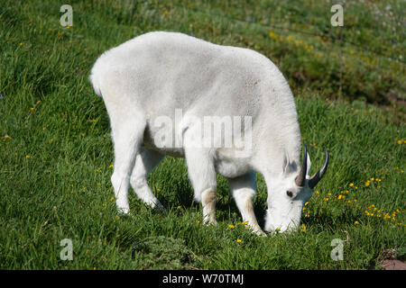 La chèvre de montagne (Oreamnos americanus) le pâturage dans le Parc National de Mount Rainier Banque D'Images