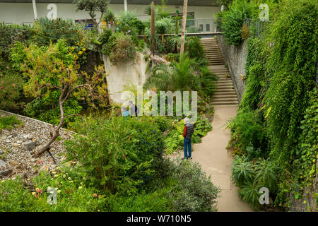 Royaume-uni, Pays de Galles, Carmarthenshire, Llanarthney, Jardin Botanique National du Pays de Galles, non prise en charge la plus importante du monde de l'intérieur de la serre tropicale des zones humides, la plantation Banque D'Images