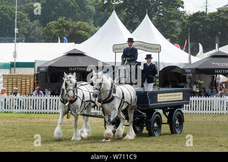 New Forest et le comté de New York Show 2019 - Le défilé de chevaux lourds prenant place dans l'arène principale Banque D'Images