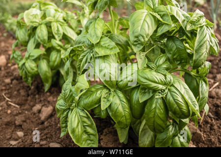 Le basilic plante poussant dans un jardin potager Banque D'Images