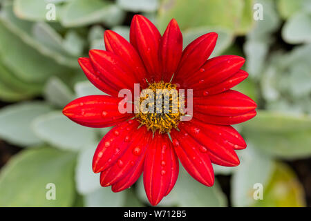 Arctotis 'Cherry Frost', African daisy fleur qui s'épanouit en été, England, UK Banque D'Images