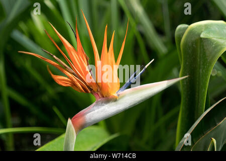 Strelitzia reginae fleur. (Bird of Paradise flower) Banque D'Images