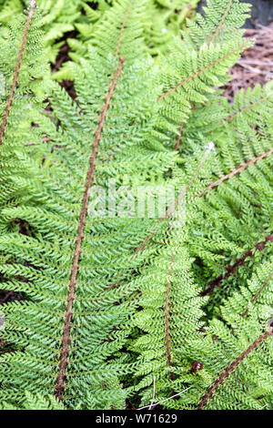 Soft Shield Fern, Polystichum setiferum 'Proliferum', les feuilles de plante Banque D'Images