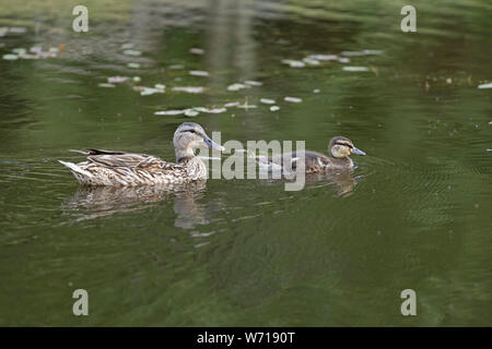 Avec les canards colverts (Anas platyrhynchos), Germany, Bavaria, Germany Banque D'Images