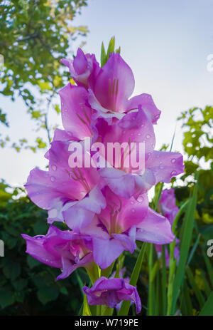 Gouttes de rosée délicate sur le glaïeul rose pourpre Priscilla pétales. Sword lily fleur qui s'épanouit dans le jardin par un beau matin d'été. Banque D'Images