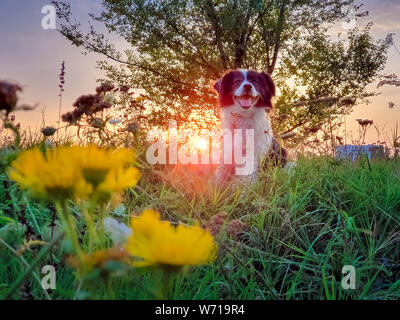 Portrait d'un chien posant dans la nature sur une prairie d'été sur un fond de ciel coucher de soleil. Rayons de soleil orange pierce les branches d'un orme un Banque D'Images