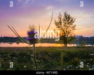 Cardère sauvage (Dipsacus fullonum) floraison sur une prairie d'été sur fond de ciel coucher de soleil. Graines mauve fleur le thorn flowerhead. Chardon de steppe, Fulle Banque D'Images