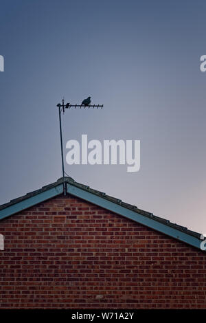 Pigeon perché sur antenne de télévision fixée sur le toit d'une maison de brique rouge, silhouette sur un ciel du soir. Banque D'Images