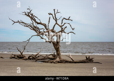 Driftwood et survécu à des arbres sur l'île de Jekyll, côte de Géorgie Banque D'Images