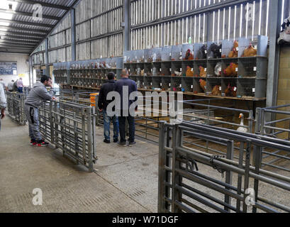 L'élevage en cage lotted et prêt à être vendu à une vente aux enchères de la volaille traditionnelle en Angleterre UK photo DON TONGE Banque D'Images