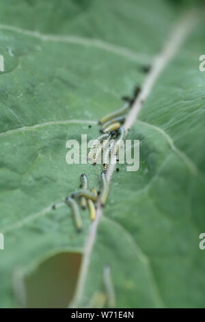 Le chou blanc (Pieris brassicae) chenille sur une feuille de chou. Banque D'Images
