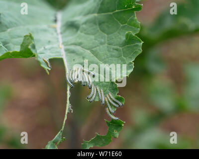 Le chou blanc (Pieris brassicae) chenille sur une feuille de chou. Banque D'Images